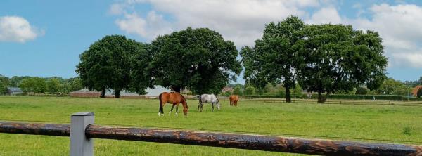 Afbeelding Wellerlooi