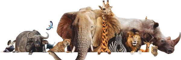 Afbeelding Dierentuinenweek