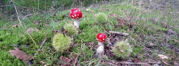 Afbeelding Brouwershaven herfst midweek
