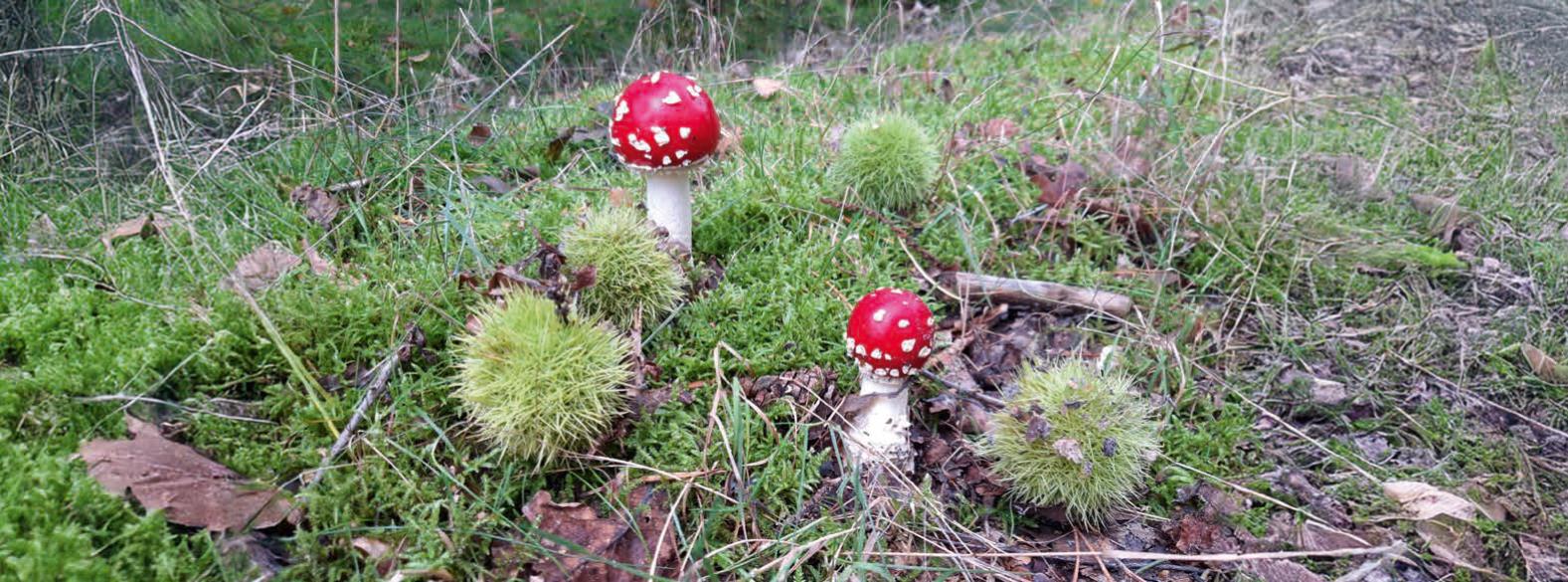 Brouwerhaven herfst brochure.png